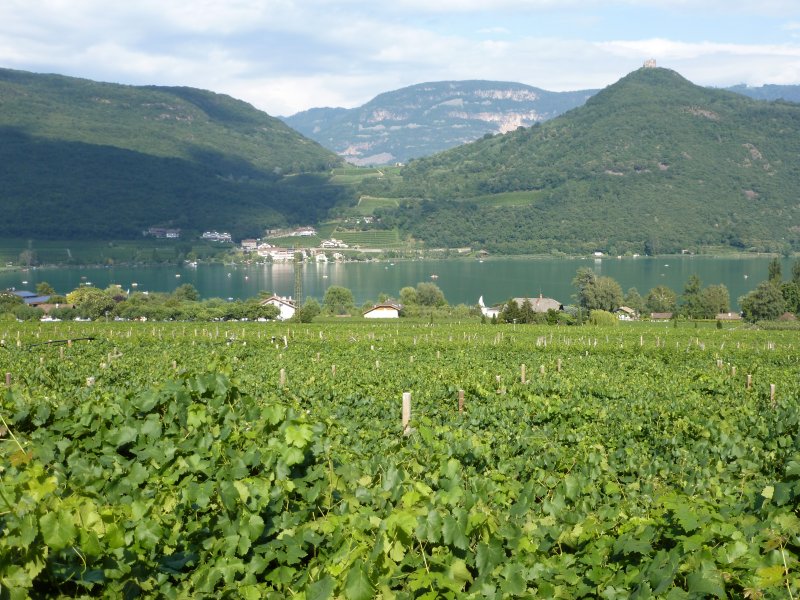 Stunning views down across the vines to Lake Caldaro